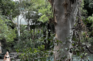 East Coast Australia Family Friendly Road Trip, Part 3: Cairns To Daintree Rainforest